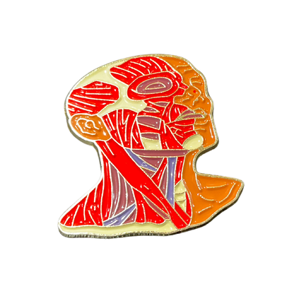 Pin Medicina - Cerebro - Pulmón - Colón -